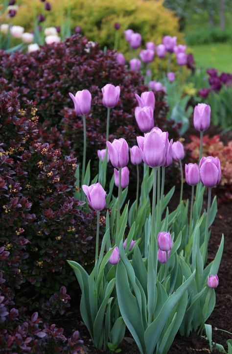 6 Tips for Planning Ahead for an Eye-Popping Spring Bulb Garden | www.nar.realtor Spring Bulb Garden, Butterfly Bed, Bulbs Garden Design, Spring Bulbs Garden, Boulder Wall, Bulb Garden, Longfield Gardens, Plant Bulbs, Tattoo Plant