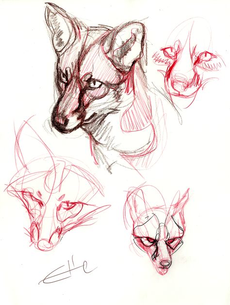 anatomie renard Fox Reference Drawing, Fox Reference, Nature Sketches, Drawing Anatomy, Character Drawings, Fox Drawing, Nature Sketch, Draw Animals, Animal Study