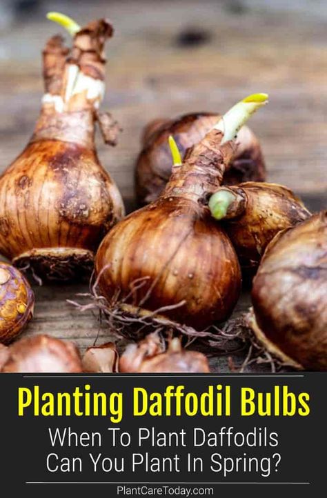 When To Plant Bulbs, Planting Daffodil Bulbs, Daffodils Planting, Spring Blooming Flowers, Narcissus Bulbs, Fall Gardening, Growing Bulbs, Planting Tulips, Early Spring Flowers