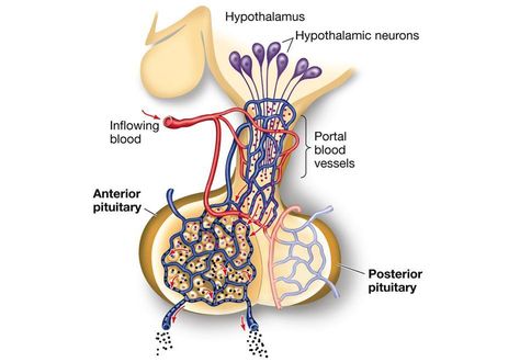 Anterior Pituitary Sphenoid Bone, Anterior Pituitary, Pituitary Gland, Human Skull, Blood Vessels, Anatomy, Portal, Google Search