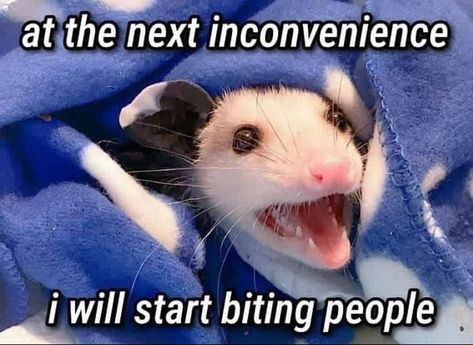 Awesome Possum, Wrong Number, Trash Panda, Funny Doodles, Life Memes, Funny Reaction Pictures, Funny Animal Memes, Ferret, Animal Memes