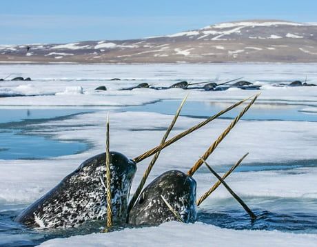 The ever elusive Narwhals in the Canadian Arctic, where it's home to ~90% of the population. Photo taken by Paul Nicklen Bizarre Animals, Sea Mammal, Underwater Creatures, Animal Species, Marine Mammals, Narwhal, Ocean Creatures, Underwater World, Ocean Life