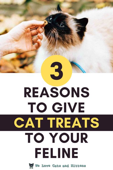 Buying the best healthy cat treats can be great for kitty dental health, a common health issue for cats. Cat treats are also great for training and rewarding good behavior. Read the article to learn three reasons to give cat treats to your feline! Cat Health Remedies, Senior Cat Care, Cat Health Problems, Cat Health Care, Healthy Cat Treats, Cat Hacks, Cat Care Tips, Senior Cat, Kitten Care