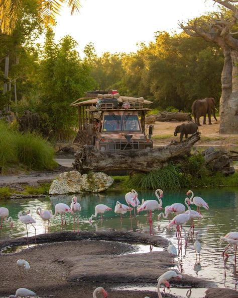 It’s a wild time out there on the Kilimanjaro Safaris! What’s your favorite animal to see on the safari? 🐘🐾 #DisneysAnimalKingdom… Wildlife Biologist, Disneyland Pictures, Favorite Animal, Happiest Place On Earth, Disney Cruise Line, Disney Cruise, Magical Places, Time Out, Disney Wallpaper