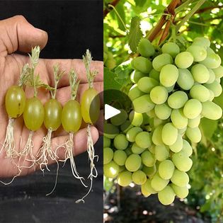 Black Spot On Roses, Grow Grapes, Grape Tree, Garden Hacks Diy, Backyard Structures, Grape Plant, Growing Grapes, Fruit Tree, Organic Gardening Tips