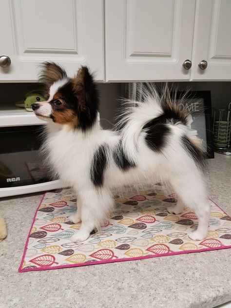 Papillon Dog Haircut, Pappion Dog, Papillon Puppies For Sale, Papillion Puppies, Papillon Dog Puppy, Papillon Puppy, Dog Haircuts, Dog Club, Papillon Dog