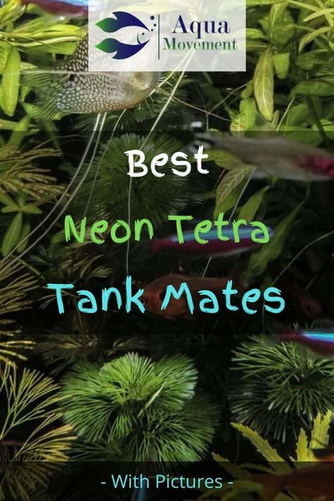 We’ll talk about neon tetra tank mates you can add to your tank space. In the process of this post, we’ll also include Neon Tetra’s care tips and facts. How To Care For Angel Fish, Neon Tetra Tank Ideas, Neon Tetra Fish Tank Ideas, Tetra Fish Tank Ideas, Neon Fish Tank Ideas, Neon Fish Tank, Neon Tetra Tank, Tetra Fish Tank, Neon Tetra Fish