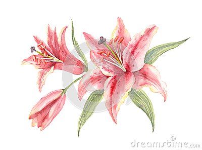 Lily Images, Birthday Tattoo, Stargazer Lily, Watercolor Png, Night Flowers, Background Watercolor, Fish Drawings, Watercolor Flower Art, Lotus Flower Tattoo