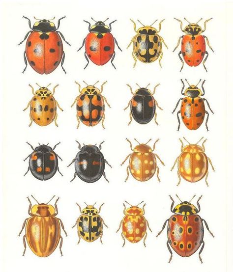 I really like these different species illustrations of ladybirds. I did not know that the scientific name for their familly is Coccinellidae. Scientific Drawing, Cool Insects, Bug Tattoo, Nursery Cross Stitch, Different Species, Bio Art, Scientific Name, Beautiful Bugs, Insect Art