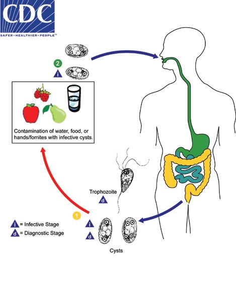 Both cysts and trophozoites of Enteromonas hominis are shed in feces The number 1. Infection occurs after the ingestion of cysts in fecal-contaminated food or water, or on fomites The number 2. In the large (and possibly small) intestine, excystation releases trophozoites. Enteromonas resides in the large intestine, where it is regarded as a commensal and is not known to cause disease. Intestinal Parasites, Health Images, Biology Notes, Medical Laboratory, Veterinary Medicine, Ohio State University, Medical Information, Microbiology, Life Cycle