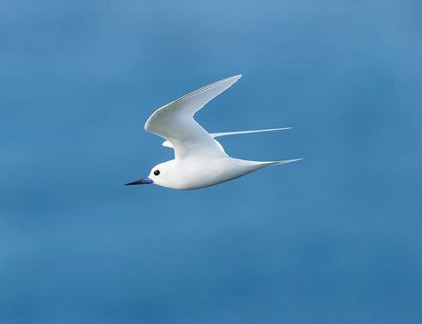 The White tern, also known as the common white tern or Fairy Tern, is a small seabird species found across tropical oceans worldwide. Known for its elegance and beauty by humans and other animals alike, these birds are mesmerizing with snow-white feathers. They can be seen soaring in high altitudes or circling around ships at sea looking for food. The Hawaiian name ‘manu-o-Kū’ translates to ‘bird of heaven,’ reflecting how majestic this bird looks when it flies through the sky. Ships At Sea, Mum Tattoo, Hawaiian Names, White Birds, Rare Birds, White Bird, White Feathers, Birds Tattoo, Sea Birds