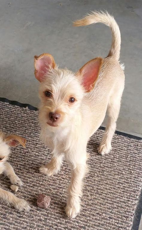 Toxirn dog for Adoption in Glendale , AZ. ADN-498917 on PuppyFinder.com Gender: Male. Age: Young Toxirn Dog, Chihuahua Terrier Mix, Chihuahua Terrier, Glendale Arizona, Glendale Az, Chihuahua Mix, Arizona Usa, Cairn Terrier, Foster Home