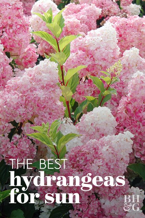 Hydrangea Landscaping, Hydrangea Varieties, Types Of Hydrangeas, Plant Types, Growing Hydrangeas, Hydrangea Garden, Meteor Garden 2018, Planting Hydrangeas, Have Inspiration