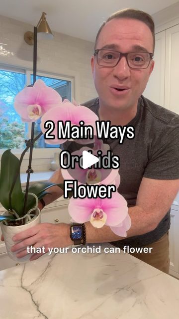 Raffaele Di Lallo on Instagram: "🌸There are two main ways that your moth orchid can flower. The first is if you trim the original flower stalk once all the flowers are withered. Just trim right below where the bottom flower was, but above the first node below the bottom flower. This will trigger a secondary flower spike to grow and your plant will continue blooming.  🌸If your orchid has no flower stalks at all currently, no worries! A healthy plant that is in good growing conditions will grow brand new flower spikes yearly for you. So there is still hope!  👩‍💻If you want a more comprehensive look at orchid care, click on the link in my bio to learn about my course, Become an Orchid Master. It has everything that you need to grow beautiful plants that bloom reliably for years to come! Orchid Propagation, Ground Orchids, Orchid Plant Care, Orchid Cactus, Moth Orchid, New Flower, Houseplants Indoor, Orchid Flowers, Beautiful Plants