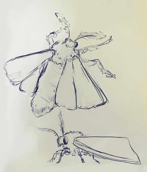 Moth Sketch Tattoo, Moths Sketch, Bug Drawing Reference, Fluffy Moth Drawing, How To Draw A Moth, Bugs Drawing Sketches, Moth Sketches, Moth Drawing Simple, Bugs Sketch