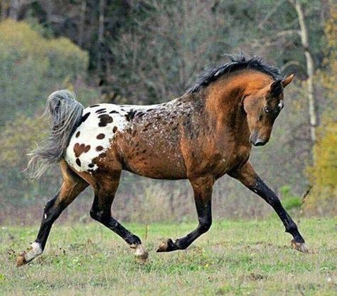 Blanket Appaloosa Lippizaner, Rasy Koni, Equestrian Center, Paint Horse, Owl Photos, Most Beautiful Horses, Appaloosa Horses, Majestic Horse, Horses And Dogs