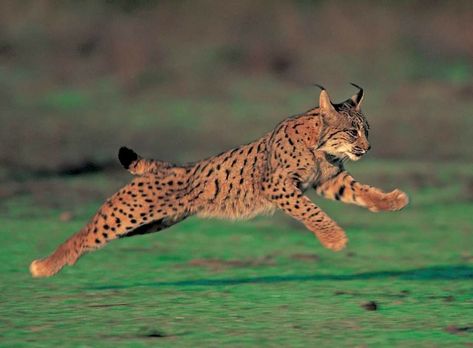 Lince Ibérico Iberian Lynx, Canada Lynx, Endangered Species, Lynx, Exotic Pets, Beautiful Cats, Big Cats, Wild Cats, Animal Drawings