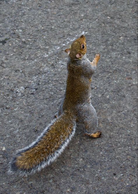 Standing brown squirrel Brown Squirrel, Real Photography, Brown And Grey, Art Reference, Grey, Animals, Photography, Quick Saves, Art