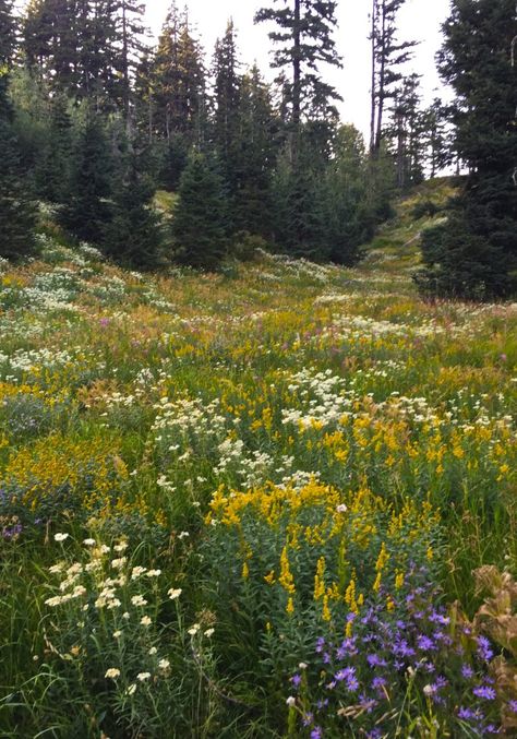 Flower Clearing In Forest, Bloomcore Aesthetic, Forest With Flowers, Wild Flower Field, Flowers In A Field, Mountain Wildflowers, Wildflower Landscape, Flower Forest, Wildflower Field