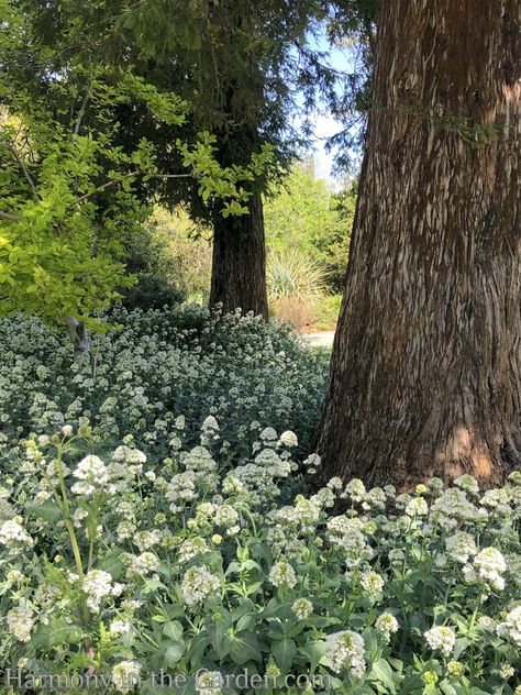 Planting Around Tree Roots - Harmony in the Garden Plants Under Oak Trees, Under Tree Landscaping, Planting Under Trees, Maine Gardens, Tree Grove, Spanish Bluebells, Hickory Tree, Plants Under Trees, Landscaping Around Trees