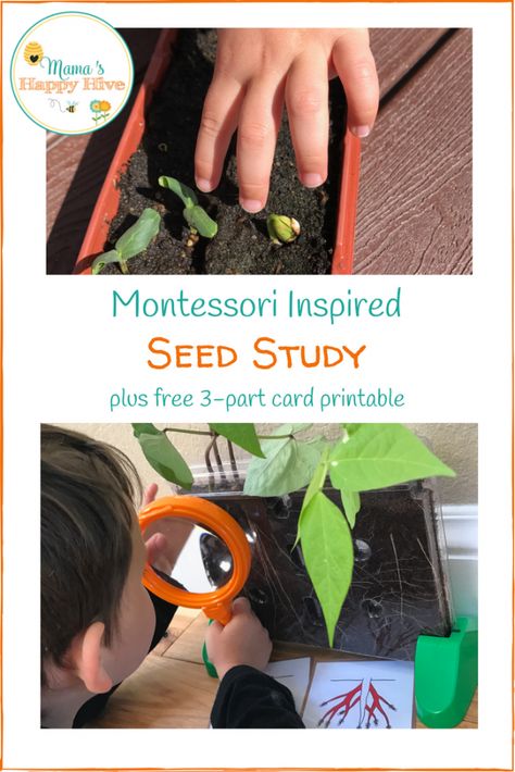 Montessori Garden, Montessori Science, Montessori Printables, Montessori Lessons, Plant Study, Montessori Homeschool, Montessori Math, Spring Preschool, Creative Curriculum