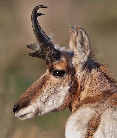 Antelope Animal, Pronghorn Antelope, American Animals, Fantasy Concept Art, Zoology, Animal Photo, Spirit Animal, Animal Art, Concept Art