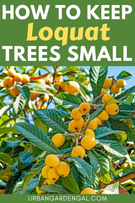 small loquat trees Loquat Tree Landscaping, Fast Growing Fruit Trees, Miniature Fruit Trees, Mini Orchard, Trees In Containers, Small Fruit Trees, Florida Gardens, Pruning Trees, Fruit Trees Backyard