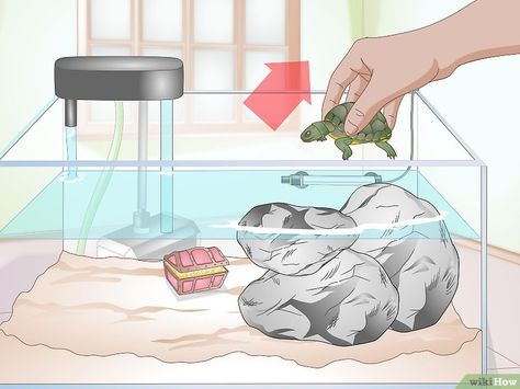 3 Ways to Clean a Turtle Tank - wikiHow Pet Turtle Care, Tortoise Vivarium, Turtle Aquarium, Turtle Care, Tortoise Care, Turtle Habitat, Desert Tortoise, Red Eared Slider, Turtle Pond