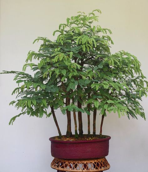 Learn Growing Tamarind bonsai from seeds - Lifezshining Bonsai Kit, Diy Bonsai, Patio Container Gardening, Plant Arrangements, Bonsai Styles, Student Room, Forest Style, Mini Gardens, Lucky Bamboo