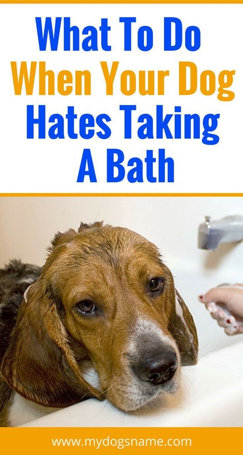 Does your dog hate taking a bath? It's incredibly frustrating when you have a foul-smelling furbaby who just won't hop in the tub. Here's exactly that you need to do to coax your canine into the bath. Dog Grooming Tips, House Training Dogs, Taking A Bath, Dog Information, Dog Tips, Best Dog Training, Dog Bath, Aggressive Dog, Dog Care Tips