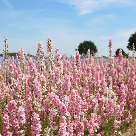 Pink Flower Confetti Field Landscape Pink Field Aesthetic, Field Of Pink Flowers, Pink Flower Field Aesthetic, Pink Flower Field, Mac Background, Pink Wild Flowers, Rose Field, Pink Wildflowers, English Aesthetic