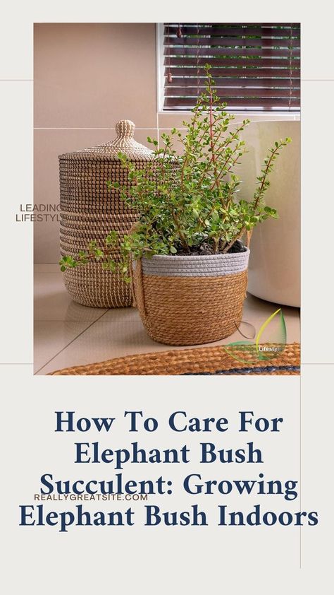 Elephant Bush Succulent, Succulent Growing, Elephant Bush, Elephant Plant, Succulent Care, An Elephant, Healthy Plants, Decorative Wicker Basket, Succulent