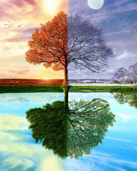 One of my favorite works by a very talented friend: Four Seasons. #lkgphoto #digital #painting #tutorial #photoshop Four Seasons Painting, Four Seasons Art, Seasons Art, 판타지 아트, Tree Art, Tree Painting, Schmidt, Mosaic Crafts, Arbor