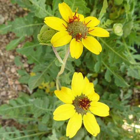 Get detailed growing information on this plant and hundreds more in BHG's Plant Encyclopedia. Scent Garden, Plant Encyclopedia, Gardens Ideas, Full Sun Plants, Witch Garden, Perennial Border, Pond Landscaping, Chocolate Flowers, Drought Resistant