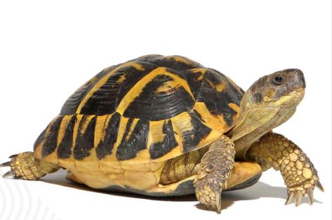 Hermann Tortoise, Turtle Images, Tortoise Care, Food Supplies, Medication For Dogs, Pet Turtle, Tortoise Turtle, Dog Branding, Turtle Shell