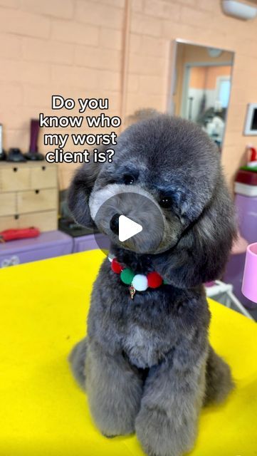 Arisa Thomas| LA Dog Groomer on Instagram: "My pickiest client is…. MY MOM. I gave her new puppy, Ace his first big boy haircut. She wanted him to look like Snoopy and I think I delivered! What do you think? #doggrooming #poodlegrooming #petgroomer #petsalon" You Poodle Haircut, Bishon Dogs Haircut, Bichpoo Haircut, Shihpoo Haircuts, Shihpoo Grooming Styles, Multipoo Hairstyles, Mini Poodle Haircut Styles, Miniature Poodle Haircut Styles, Poodle Grooming Styles