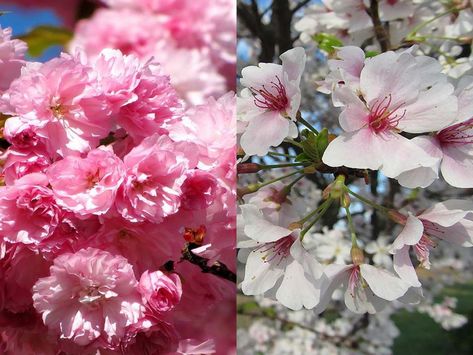 Kwanzan vs Yoshino Cherry Tree: What to choose? – World of Garden Plants Cherry Trees In Landscape, Types Of Cherry Blossom Trees, Kwanzan Cherry Tree Landscaping, Nanking Cherry Tree, Okame Cherry Tree, Kanzan Cherry Tree, Types Of Cherries, Yoshino Cherry Tree, Cherry Plant