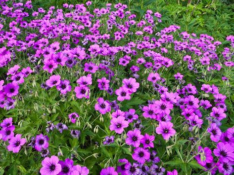 Geranium Patricia, Cranesbill Geranium, Hardy Geranium, Pink Cups, Starter Plants, Flowering Vines, Flowers Perennials, Yard Ideas, Garden Seeds