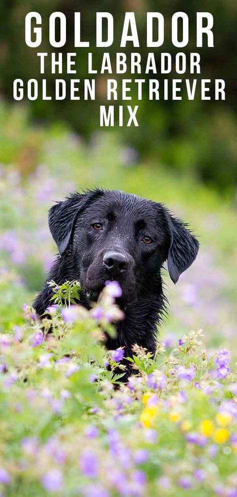 Golden Retriever Lab Mix - A Complete Guide to the Goldador Lab Golden Retriever Mix Dogs, Goldador Dog Black, Golden Retriever Lab Mix Puppy, Golden Retriever Lab Mix, Goldador Dog, Miniature Labrador, Golden Retriever Breed, Lab Mix Puppies, English Golden Retrievers