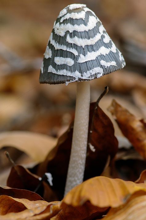 Metal Store, Lichen Moss, Mushroom Pictures, Plant Fungus, Slime Mould, Mushroom Fungi, Mushroom Design, Airbrush Art, Wild Mushrooms