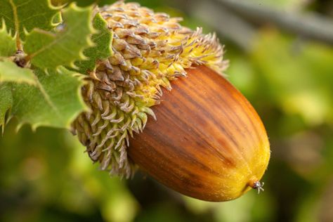 Find out how to grow an acorn into a long-lived oak tree, including the best time to collect acorns and how to sprout them. Hydrangea Potted, Tree Seedlings, Growing Hydrangeas, Tree Nursery, Plant Diseases, Oak Trees, Pepper Seeds, Shade Trees, Organic Seeds