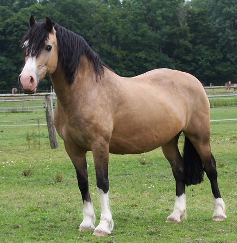 Buckskin Welsh Cob Pony Welsh Pony And Cob, Different Horse Breeds, Horse Markings, Pony Breeds, Welsh Pony, Horse Inspiration, Mini Horse, Most Beautiful Animals, Miniature Horse