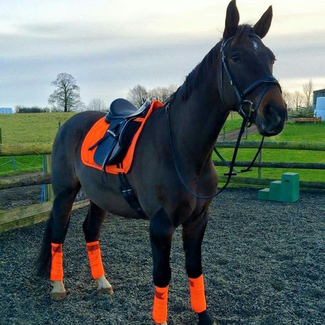 bullet in orange and clipping art - Allie Horse Riding Outfit, Bay Horse, Horse Equipment, Looks Country, Horse Gear, Saddle Pad, Horse Blankets, Horse Crazy, Horse Equestrian