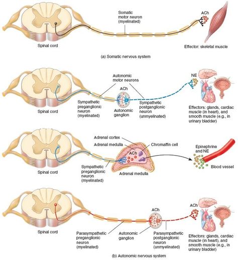 motor pathways nervous system | Motor Neuron Pathways in the Somatic and Autonomic Nervous Systems Motor Pathways, Nervous System Anatomy, Human Nervous System, Motor Neuron, Brain Anatomy, Endocannabinoid System, Biology Lessons, Medical School Studying, Autonomic Nervous System