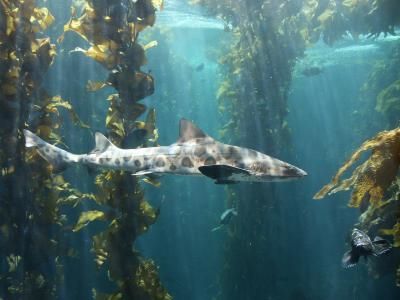 Kelp Beds, La Jolla Leopard Shark Aesthetic, Shark Oc, Reef Photography, Silly Shark, Coral Reef Photography, Sculpture Relief, Zebra Shark, Shark Stuff, Leopard Shark