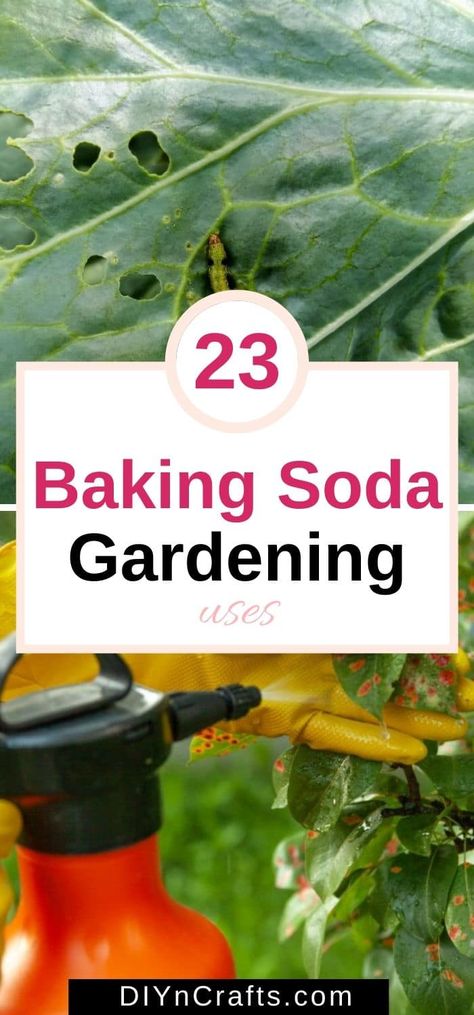 Your garden will thank you for learning these clever tips on how to utilize baking soda in your gardening routine. Lots of recipes and uses! #gardening #uses #tips #bakingsoda Baking Soda In The Garden, Baking Soda Benefits, Chemical Free Cleaning, Liquid Dish Soap, Baking Soda Uses, Baking Soda Shampoo, Fresh Cut Flowers, Clever Hacks, Natural Garden