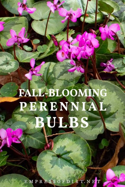 Best Fall-Blooming Bulbs (Perennial) | Empress of Dirt Fall Vegetable Gardening, Kitchen Garden Ideas, Cold Climate Gardening, Vertical Vegetable Gardens, River Rock Garden, Fall Container Gardens, Flower Growing, Perennial Bulbs, Fall Garden Vegetables