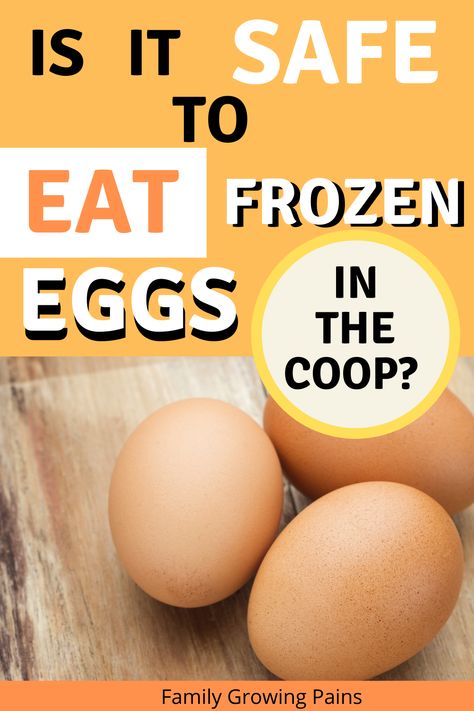 It's winter time, and all chicken owners will eventually encounter frozen eggs in the coop. That leaves you wondering if frozen eggs are safe to eat. How do you properly handle eggs in the winter? Here is what you need to know. #FreshEggs #FrozenEggs Frozen Eggs What To Do With, How To Clean Fresh Chicken Eggs, Frozen Eggs, Chickens In The Winter, Freezing Eggs, Chicken Care, Chicken Coup, Chicken Owner, Chicken Keeping