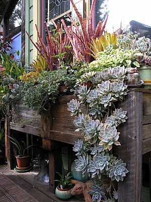 Succulent Landscaping, Hanging Succulents, Succulent Gardening, Have Inspiration, Succulents In Containers, Cactus Y Suculentas, Cactus Garden, Window Box, Succulents Garden