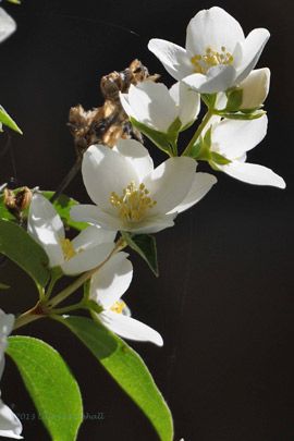 Syringa Tattoo, Idaho State Flower, Syringa Flower, Insects Tattoo, State Project, Thigh Sleeve, State Of Origin, State Flowers, Insect Tattoo